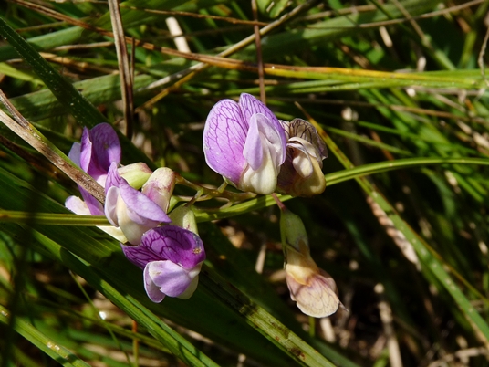 {Lathyrus palustris}